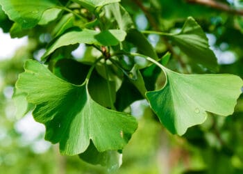 Ginkmedžio nauda