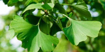 Ginkmedžio nauda